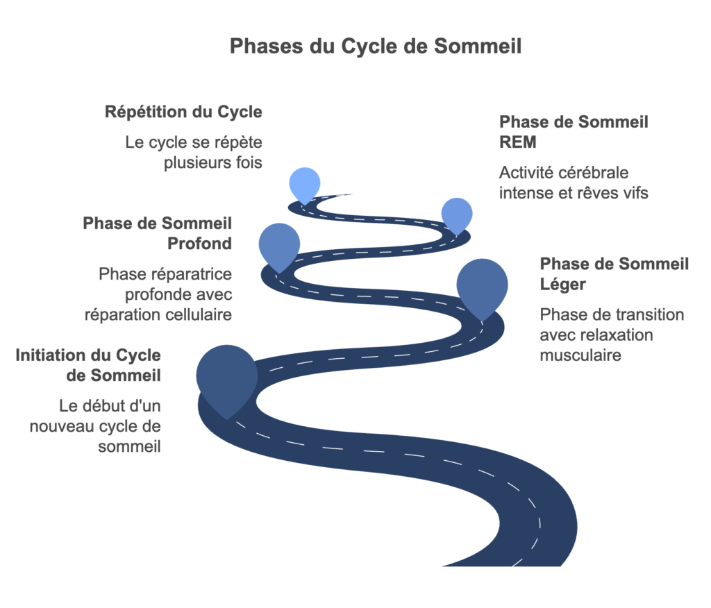 infographie qui représente les cycles du sommeil en détaillant et expliquant les différentes phases