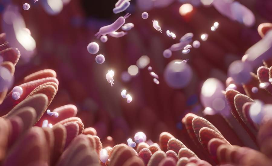 Un microbiote équilibré améliore naturellement la production de mélatonine et donc le sommeil
