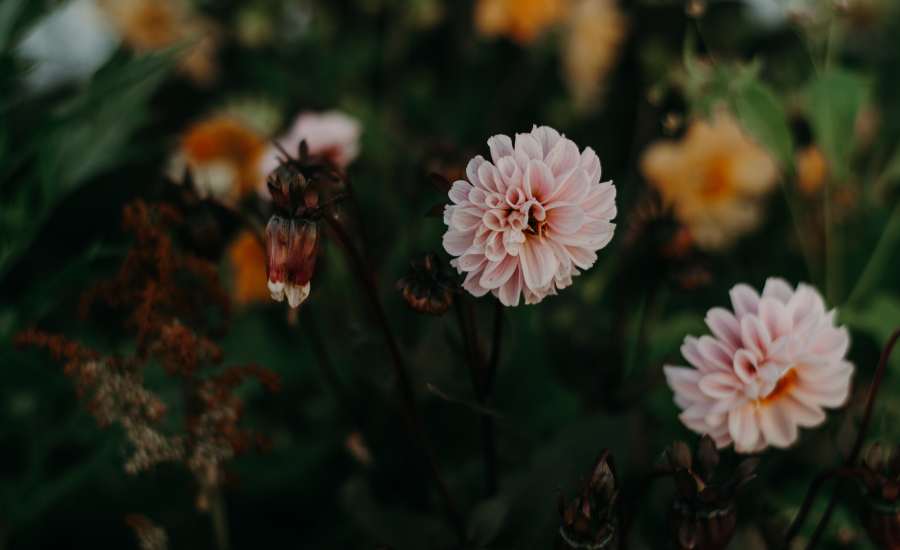 Des fleurs roses au clair de lune mettant en avant l'importance des odeurs lors du sommeil